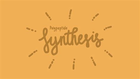 Polypeptide Synthesis Model YouTube