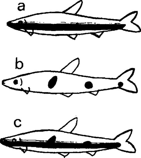 Pdf Endocrine Regulation Of Pigmentation In Fish Semantic Scholar