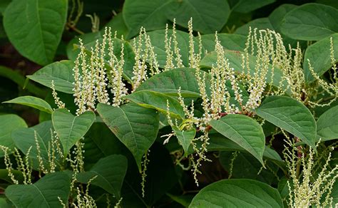 Japanese Knotweed Flowers Wildscapes