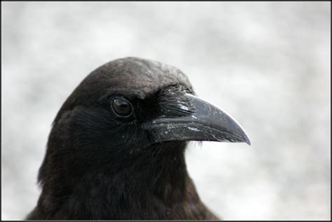 Fileamerican Crow 6997589886 Wikimedia Commons