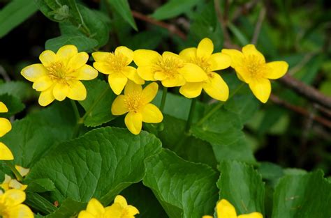 Native Plant Landscaping, Northeast: Perennials for Sun