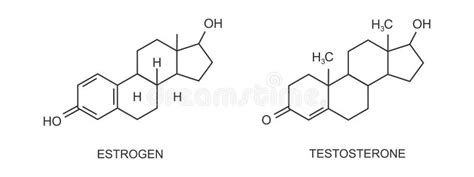 Testosterone And Estradiol Chemical Formulas Stock Vector