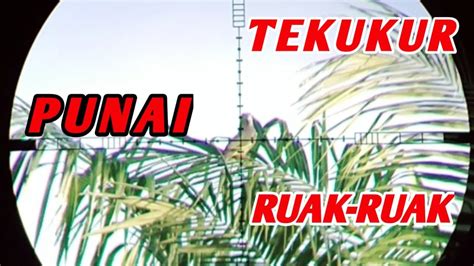 BERBURU TEKUKUR BERBURU TEKUKUR DAPAT BONUS PUNAI DAN RUAK RUAK