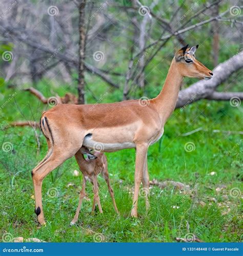 Antelope, baby stock photo. Image of horn, natural, deer - 133148448