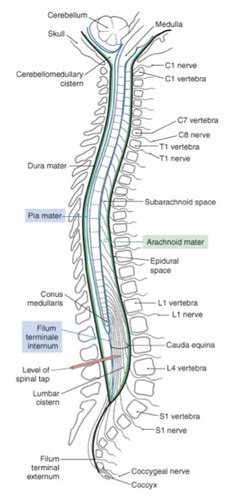 CNS Spinal Cord Spinal Nerves I Flashcards Quizlet