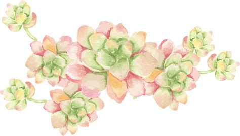 Watercolor Cactus And Succulent Bouquet Arrangement Png