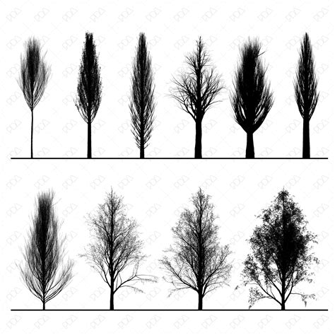 PNG Cypress Trees Silhouettes Set | Post Digital Architecture