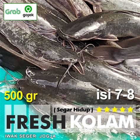 Jual Ikan LELE Segar 500 Gram Isi 3 4 Ekor Shopee Indonesia