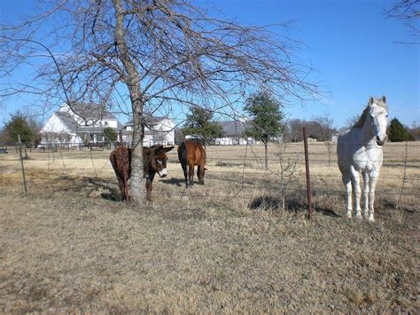 Fairview, Texas - Alchetron, The Free Social Encyclopedia