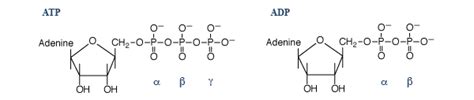 energy metabolism - Why is ATP hydrolysis to ADP, rather than ADP hydrolysis to AMP, used to ...