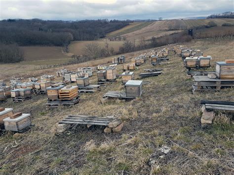 Bienenwabe Sterreich F R Berw Ltigende Honigmomente Bildergalerie