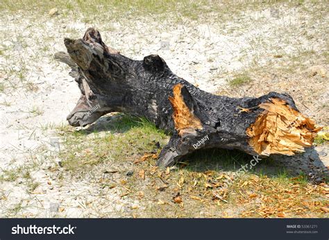 Close Up Of Half Burnt Log Wood Stock Photo 53361271 Shutterstock