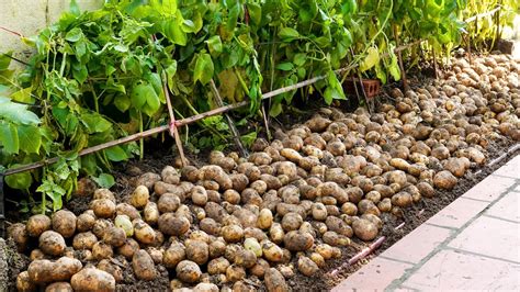 Growing Potatoes At Home Is A Lot Of Tubers And Easy For Beginners