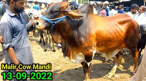 Malir Mandi Karachi Cattle Rates Update Bakra Eid Ki