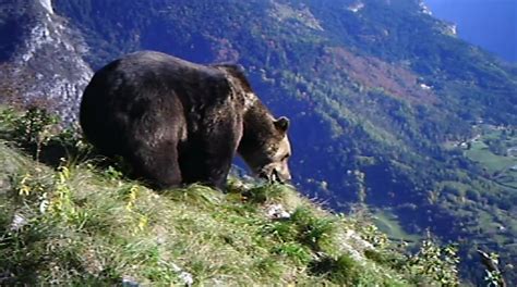 24zampe Trentino Ricorso Leal Il Tar Sospende Anche Labbattimento