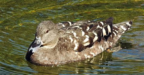 Birdwalkermonday Valencia Bioparc African Black Duck