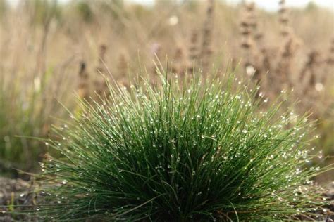 Festuca Ovina Sheep Fescue