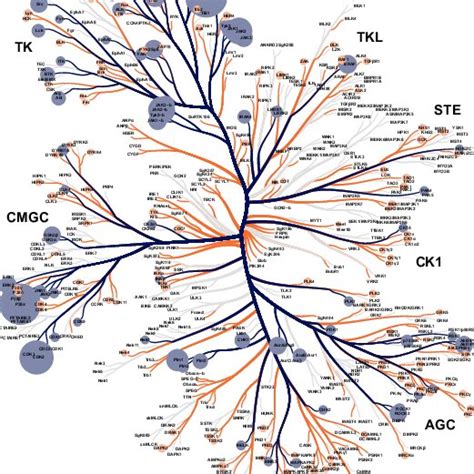 Human Protein Kinase Tree Where Selected Kinases Are Highlighted