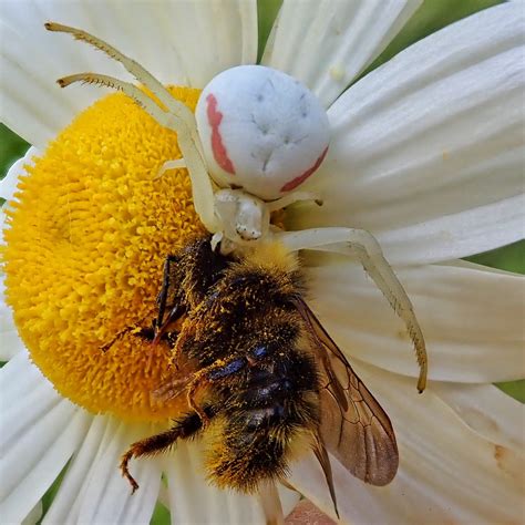 Thomisidae (Crab Spiders) – 10,000 Things of the Pacific Northwest