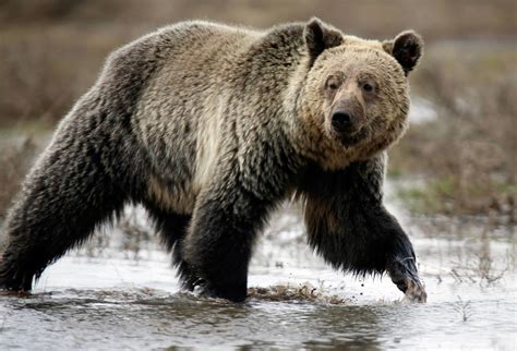 Species Of Bears