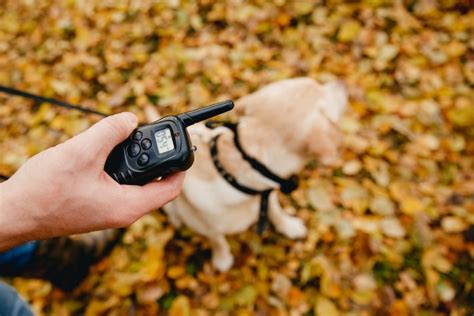 dog training collars  remotes  reviews top picks
