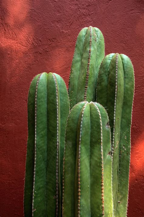 Las plantas que NO debes tener en casa según tu signo del horóscopo