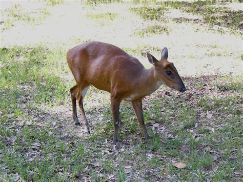 The Online Zoo - Indian Muntjac