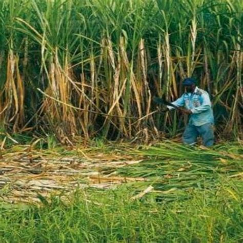 Punjab Farmers Block Highway Demand Hike In Sugarcane Price Chinimandi