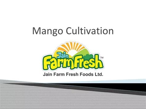 Ppt Mango Cultivation Powerpoint Presentation Free Download Id8218373