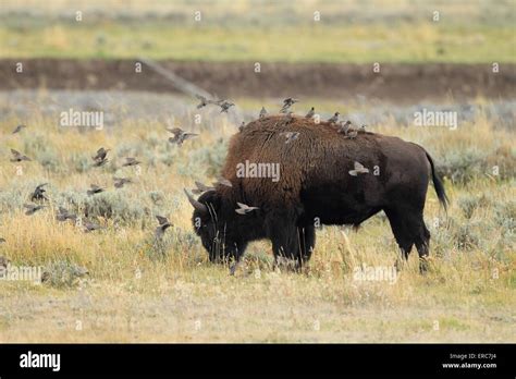 Buffalo Grazes Hi Res Stock Photography And Images Alamy