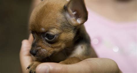 Cuidados De Un Perro Chihuahua Recien Nacido En Octubre Del