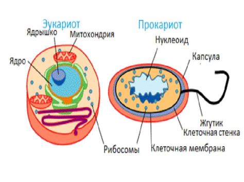 Рибосомы»