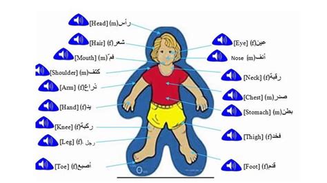 Parts Of The Body In Arabic Youtube