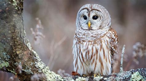 Best Owls To Have As Pets Pets Retro