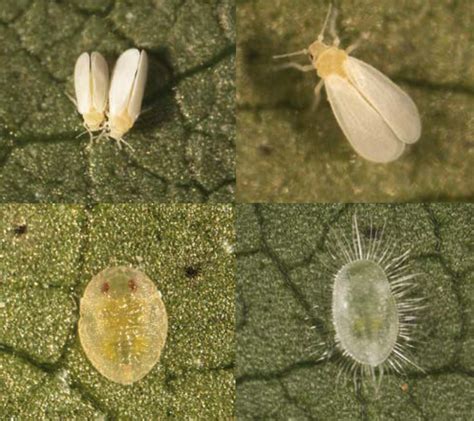 Whiteflies The Beatsheet