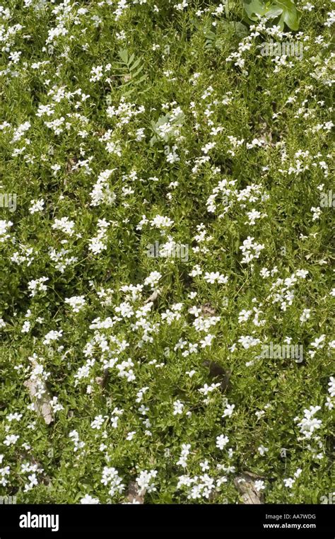 White Spring Flowers Of Running Rockcress Or Rock Cress Brassicaceae