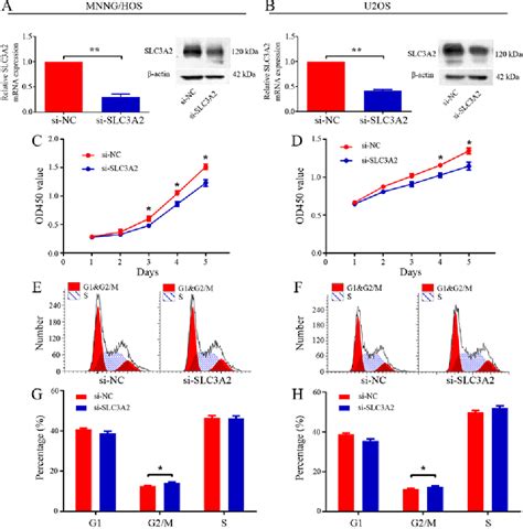 Figure From Slc A Is Upregulated In Human Osteosarcoma And Promotes