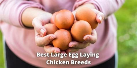 11 Best Large Egg Laying Chicken Breeds List With Pictures