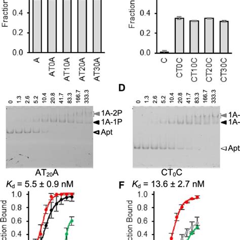 Emsa Assays To Examine Vegf Binding By Aptamers A B And C Aptamer