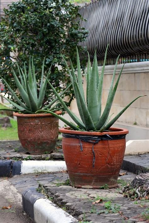 Best Aloe Varieties For Containers