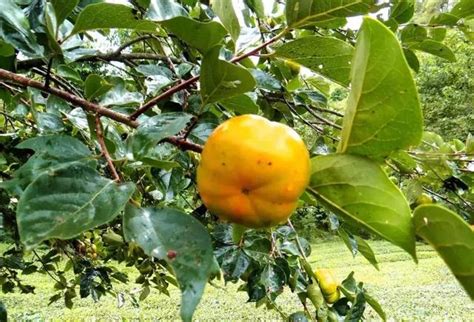 七月核桃八月梨 九月柿子紅了皮：騰衝蒲川 「多情」脆柿漫山熟 每日頭條