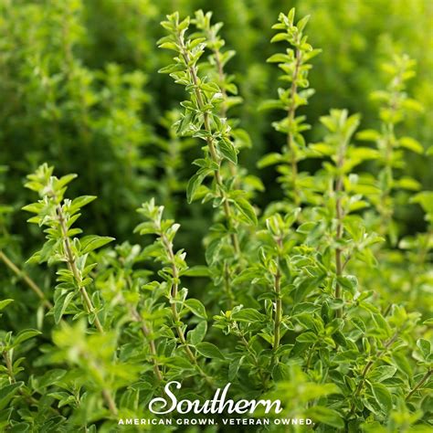 Oregano Italian Origanum Vulgare 200 Seeds Southern Seed