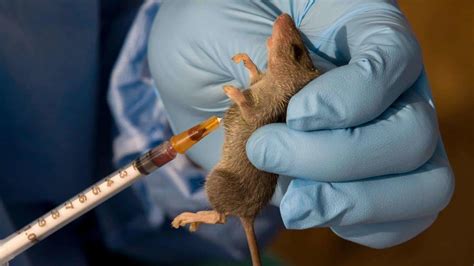 What Is Lassa Fever? | Healthtian