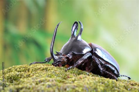 Rabbit Ears Beetles Eupatorus Birmanicus Horned Rhino Beetle With