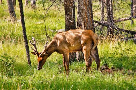 Deer Grazing In Teh Forest With Green Vegetation Stock Photo Image Of