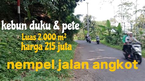 Tanah Kebun Buah Duku Pete Strategis Nempel Jalan Angkot Luas