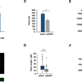 KAP1 Mediated SUMOylation Of EA D Stabilizes Viral DNA Replication