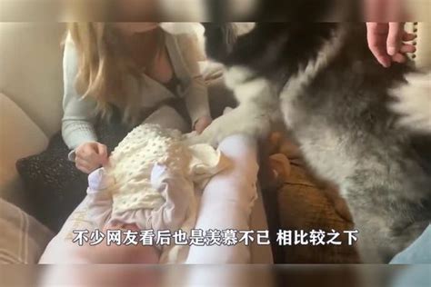 当女主人怀孕后，狗子直接化身贴身保镖，委屈的小眼神惹人怜 化身 女主人 眼神