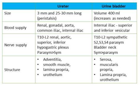 RENAL Micturition Flashcards Quizlet