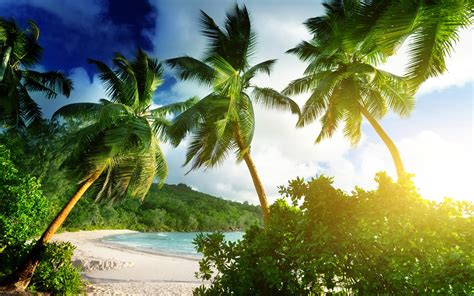 Seychelles Mahe Island Takamaka Beach Tropical Palms Sea Sunshine